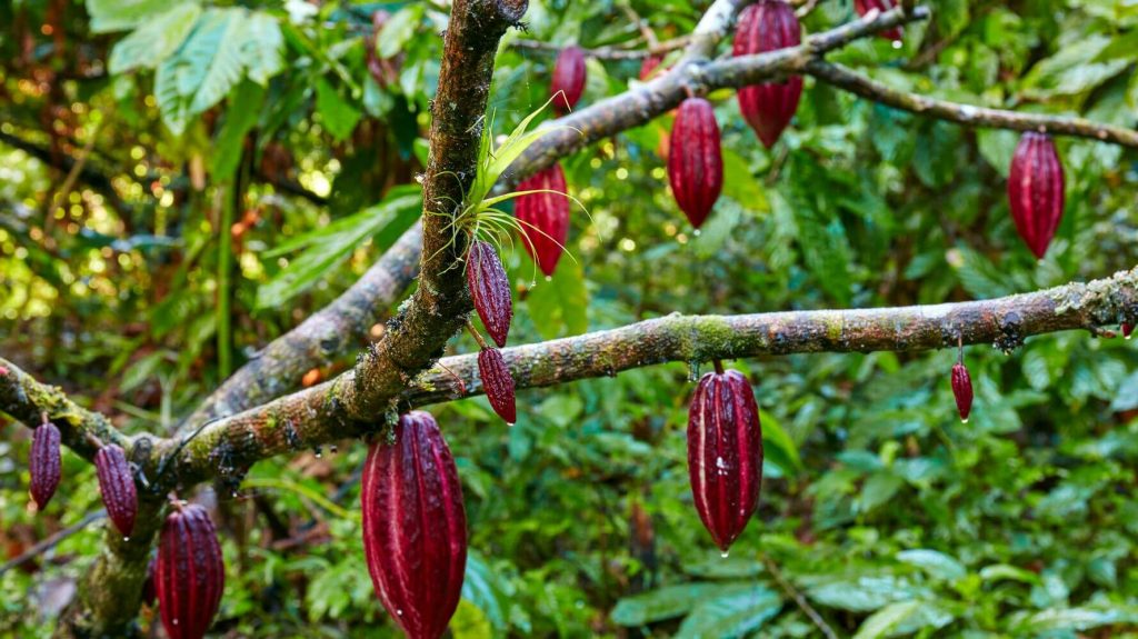 Trồng cây cacao chính là một nghề