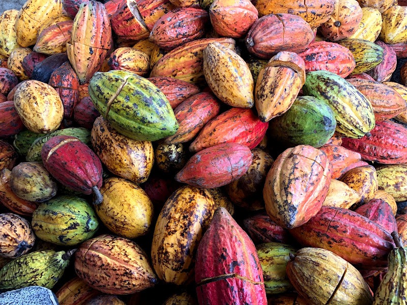 Cacao được lựa chọn kỹ lưỡng đảm bảo chất lượng