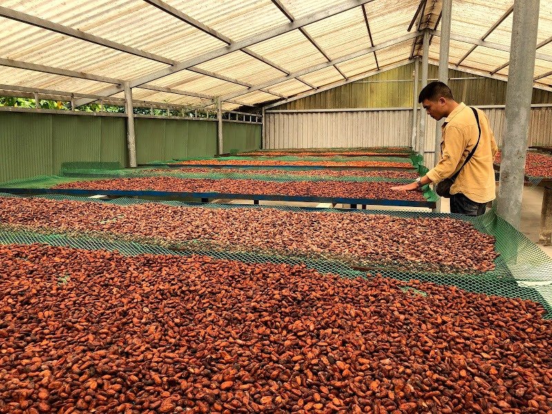 Quy trình phơi hạt cacao đạt tiêu chuẩn UTZ Nhật bản